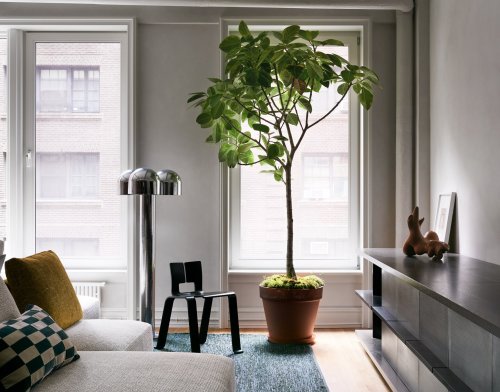 Statement Plants That Match Your Maximalist Vibe