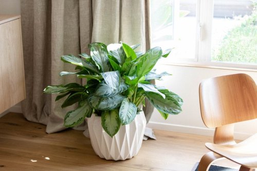 Indoor Plants - cover