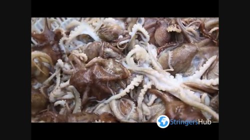 Fishermen Sort Octopus In Lianyungang, China 4 | Flipboard