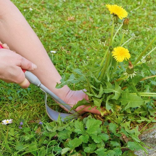 Lawn and Yard Hacks for a Better Backyard