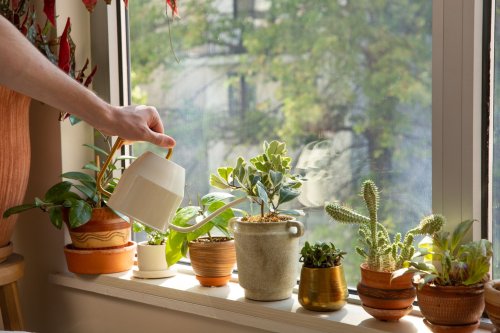 What to Know About Indoor Houseplants for Fall