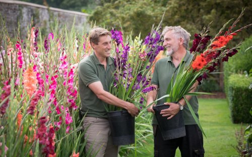 Why we should grow to love gorgeous gladioli
