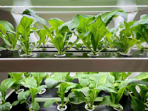 A Pro's Guide to Hydroponic Gardening