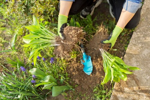 Now Is the Time to Divide Your Plants—Here's How to Do it Yourself