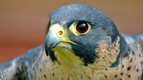 The Fast and Furious Peregrine Falcon Is a Midair Hunting Machine