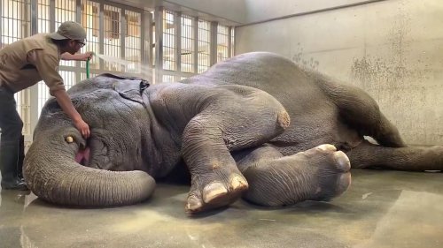 Japan: Elephant rolls on floor while being sprayed with hose in Japan