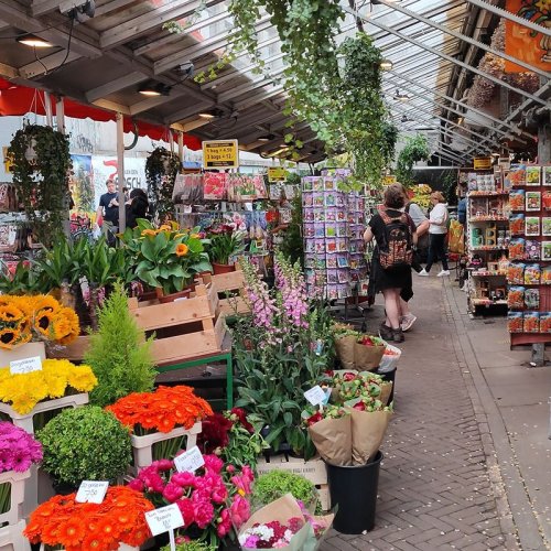 Things to know before purchasing Flowers at the Amsterdam Flower Market