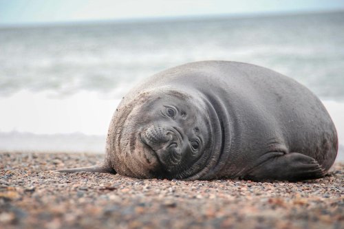 US Authorities Urgently Seek Information on Attacker Who Stabbed Elephant Seal P