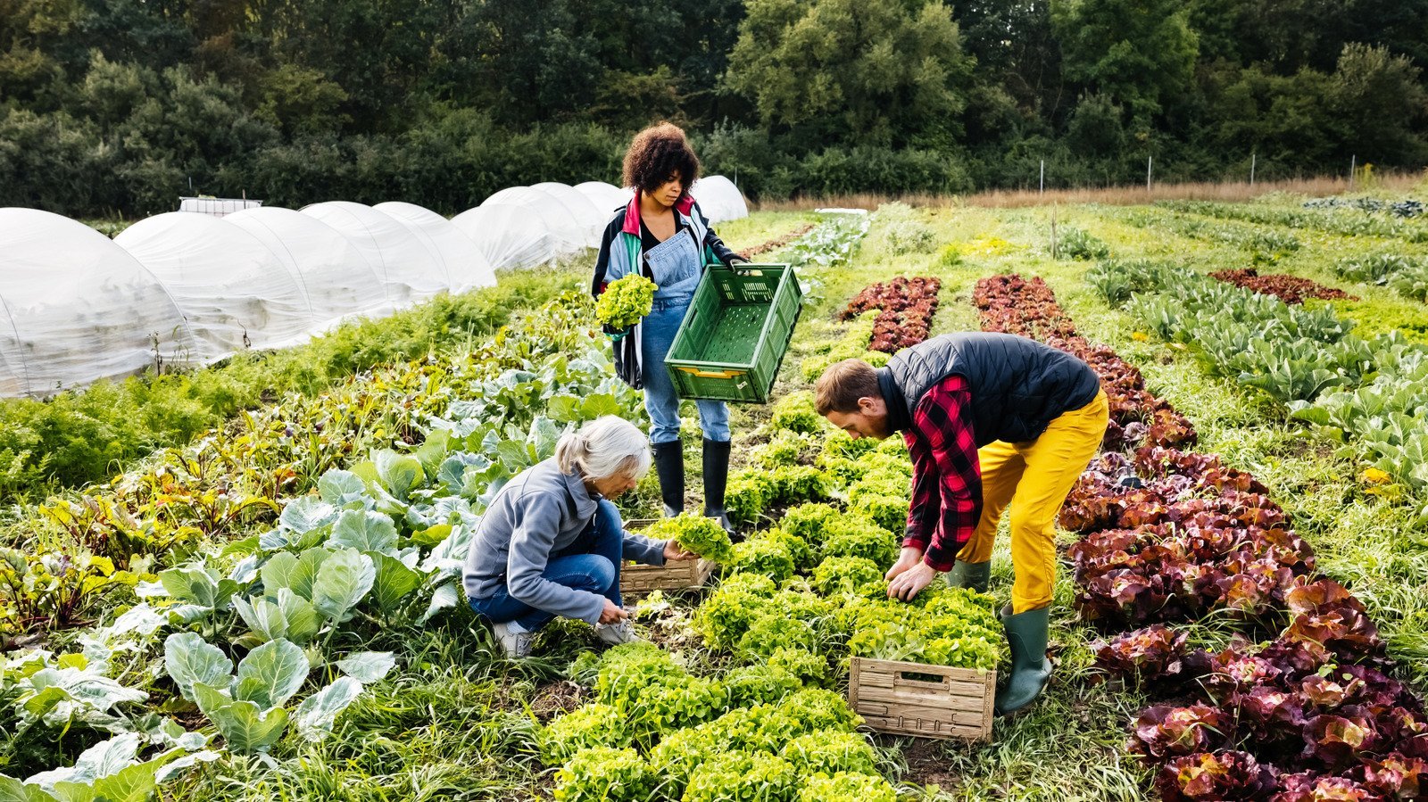 Help your fruit trees and veggie gardens thrive with these tips 