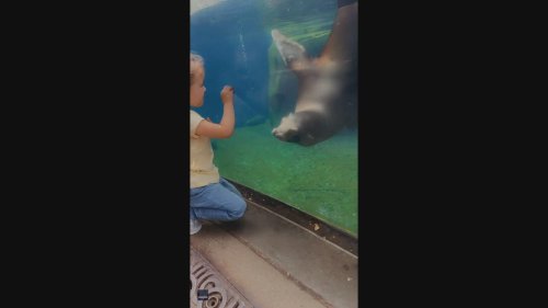 'He Likes Me!' Preschooler Bonds With Sea Lion at Smithsonian National Zoo