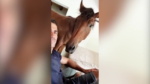 Meet the man who is best friends with a HORSE - who roams freely around his house and loves to cuddle