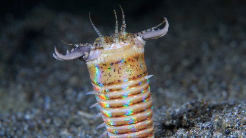 Yes, the Bobbit Worm Is Real and Somewhat Terrifying