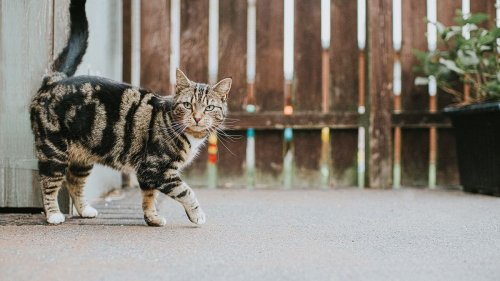 Have a Tabby Cat? It's Not an Actual Breed — More About Cats