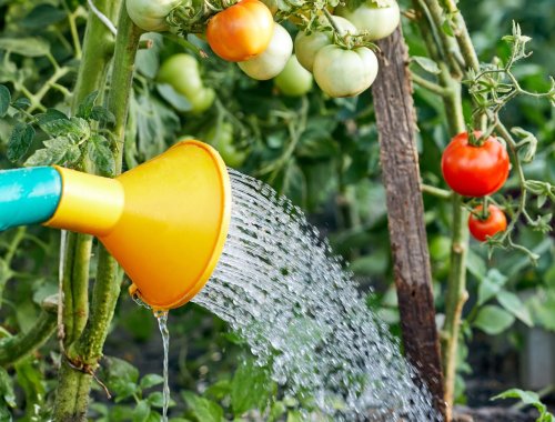 HOW OFTEN SHOULD YOU WATER TOMATO PLANTS?