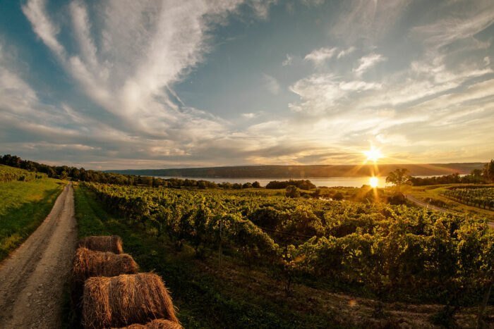 Feel Like You Are In A Dream While Exploring This New York Wine Trail