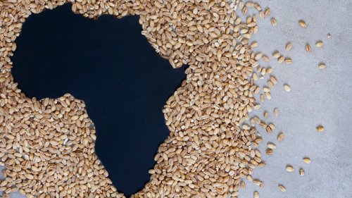 How Scientists In Wales Are Working To Ease The African Food Crisis