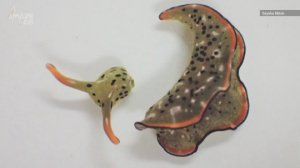 Watch This Sea Slug Detach Its Head and Regenerate a Brand New Body!