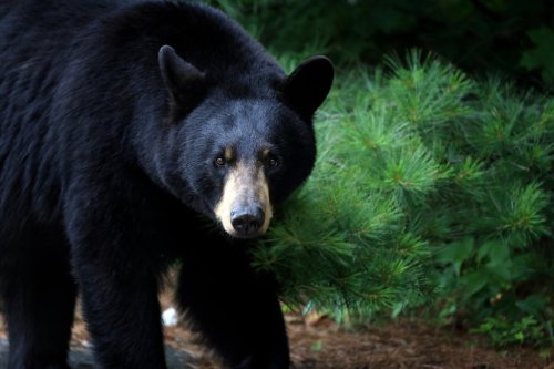 What to do if you encounter a bear: A step-by-step guide