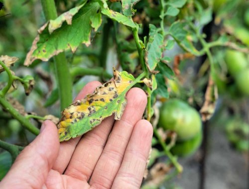 8 SIGNS YOUR TOMATO PLANT HAS A DISEASE