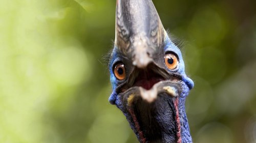 Endangered on Earth