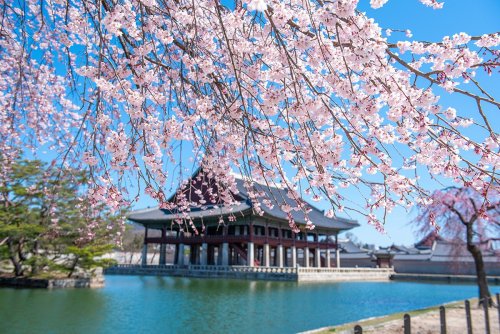 18 TOP CHERRY BLOSSOM SITES WORLDWIDE THAT YOU SHOULD VISIT