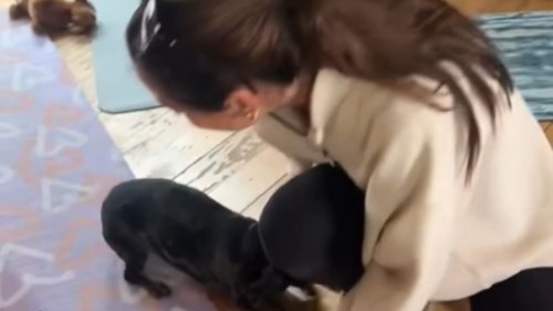 Puppy cannot contain excitement after seeing owner for the first time in a month