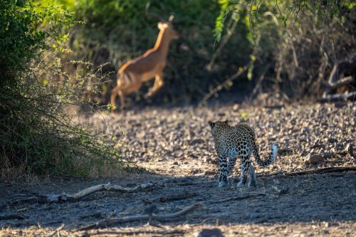 Watch this unbelievable moment of a leopard snatching an impala out of the air