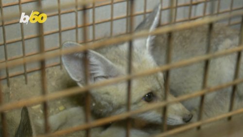 Arabian Red Foxes Released Back Into the Wild