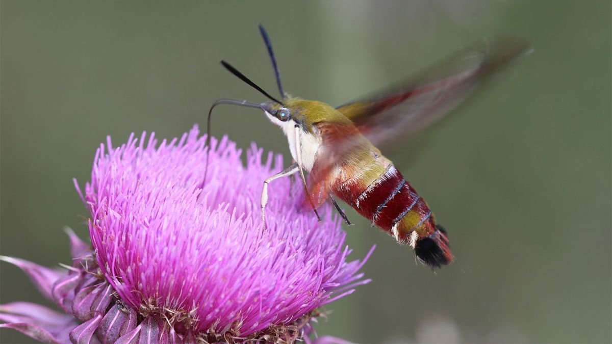 Looks and Acts Like a Hummingbird? Could Be a Hummingbird Moth