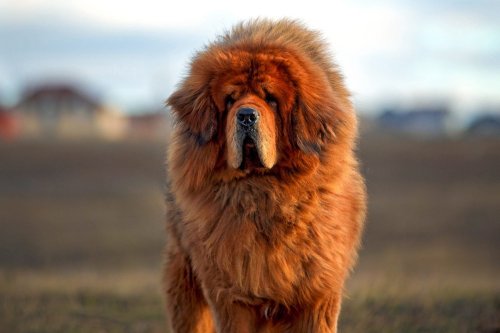 The Top 20 Largest Dog Breeds Whose Hearts Are as Big as Their Paws