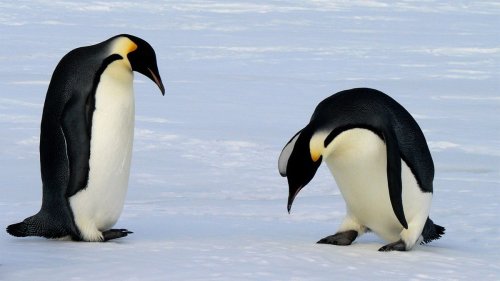 Why Penguin Feet Don't Freeze — Plus 4 Other Animals that Survive Extreme Cold