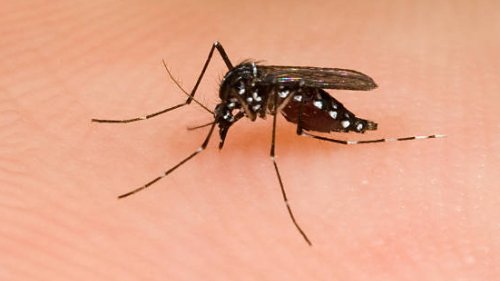 Genetically Modified Mosquitoes Released To Fight Disease