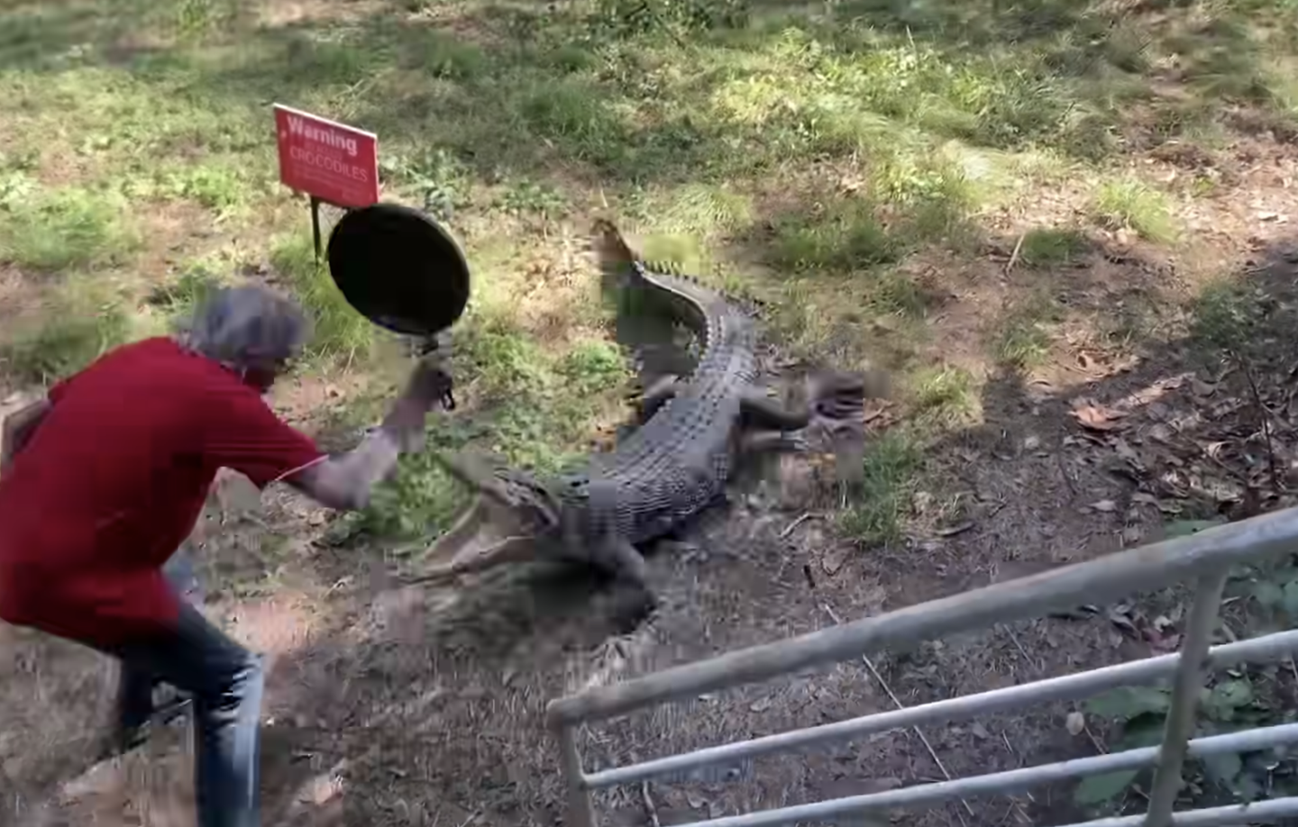 Watch a bar owner smack a huge crocodile on the snout with a frying pan
