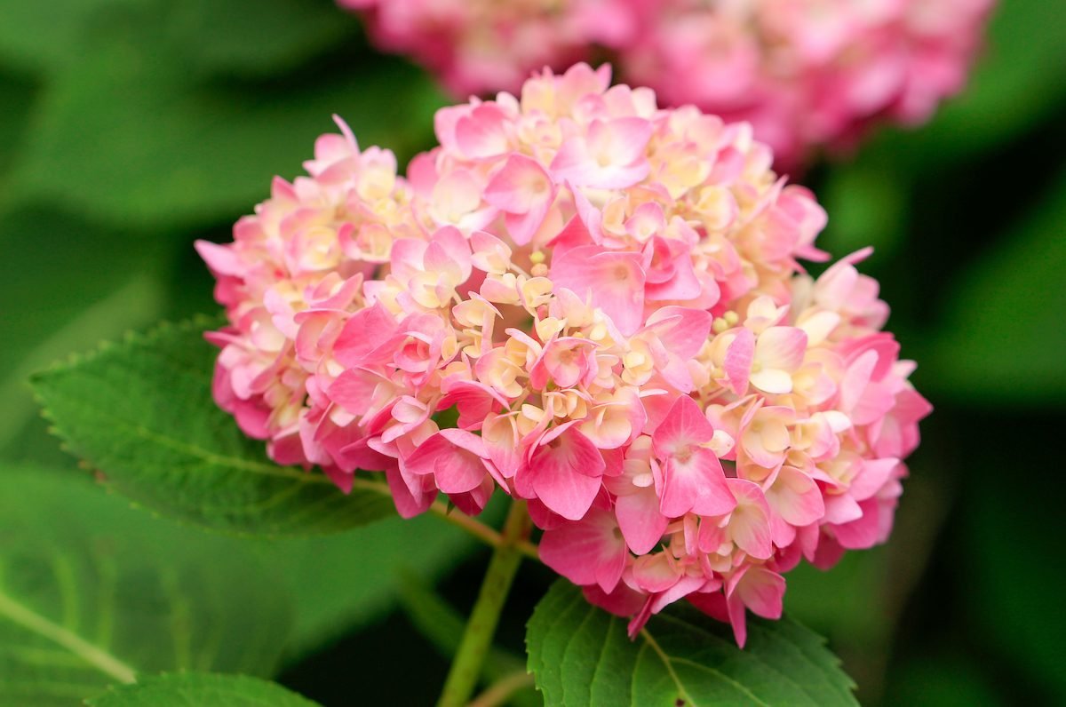 Hydrangea Not Blooming? Here’s What to Do