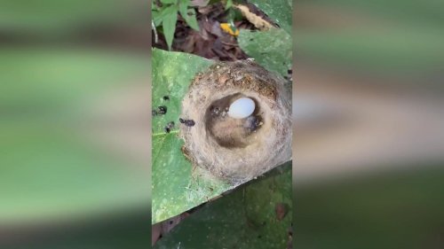 Panama: Hummingbird Chick’s Clever Caterpillar Trick to Fool Predators