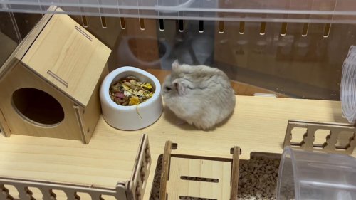 Hamster gets mad after the bowl being moved by owner in Beijing, China