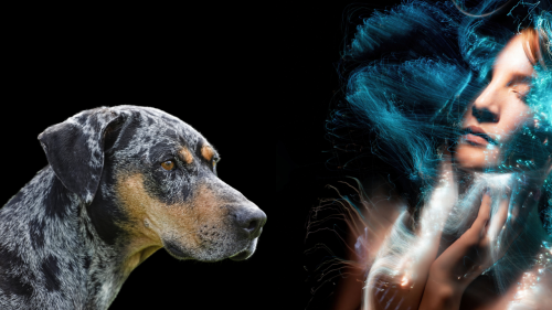 Science Reveals Why Dogs Stare at You Intensely (They See What We Don’t)