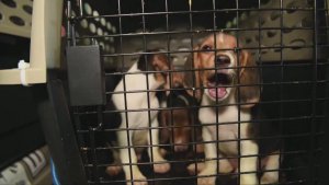 Over 4,000 Beagles Destined For Drug Experiments Looking For New Homes
