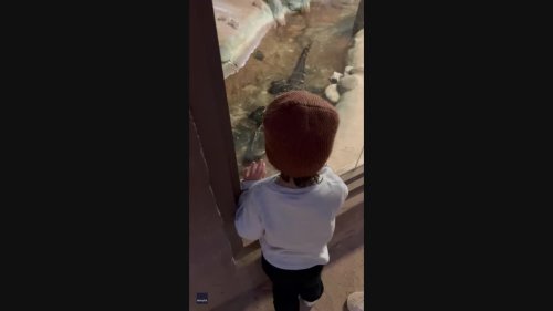 'He Would Have Been Lunch': Gator Snaps at Kid From Behind Zoo Glass