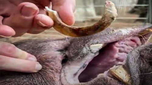 What They Found in This Pig’s Teeth