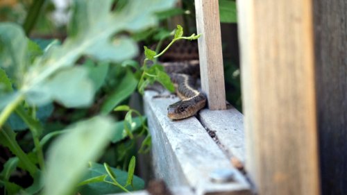 Natural Ingredients You Should Be Using To Keep Snakes Out Of The Garden