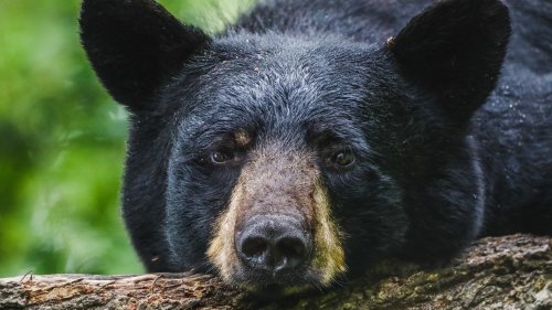 Where You May Spot Bears And How To Protect Yourself 