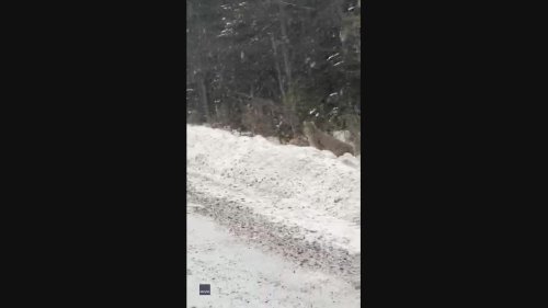 Group of Rare Lynx Cross Road in Maine During Nor'easter