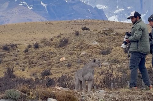This puma nonchalantly went up to a group of photographers in Chile