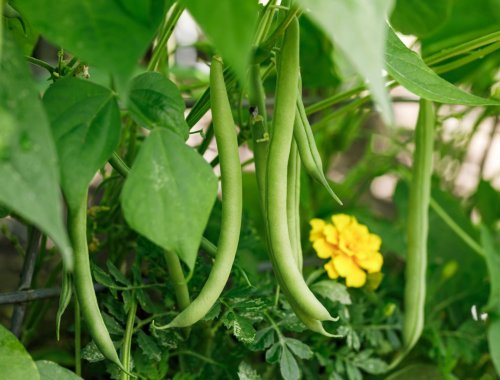 8 Companion Plants For Beans