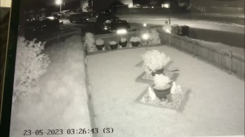 Has mystery plant pot pincher been caught on camera?