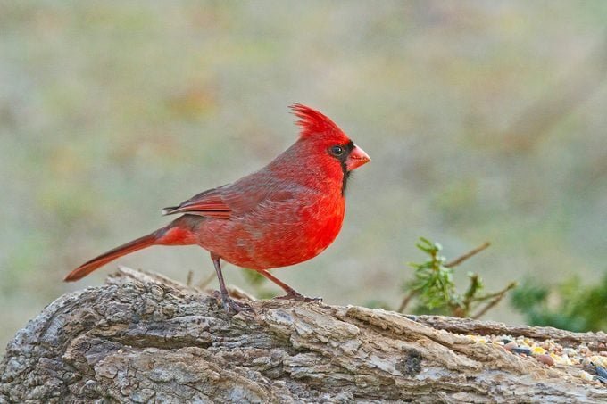 11 Interesting Cardinal Bird Facts You Should Know