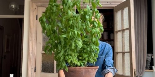 Magazine - Gardening