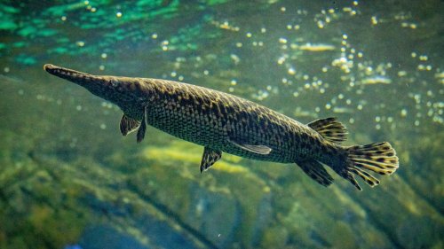 Dangerous creatures to look out for when adventuring in water 