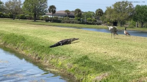 Alligator humiliated by bird after tense standoff sees it flee into water